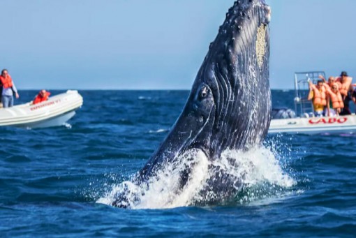 Día 4: Avistamiento de ballenas azules, Loreto