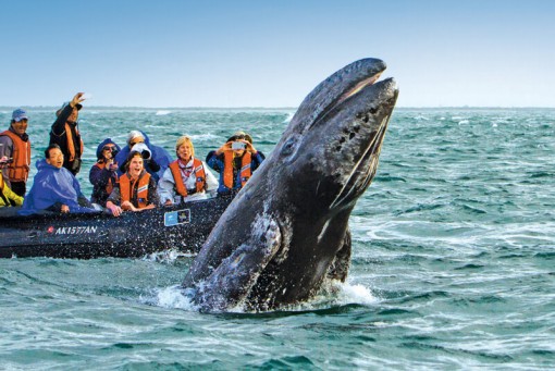 Día 5: Jugar con ballenas grises en Bahía Magdalena