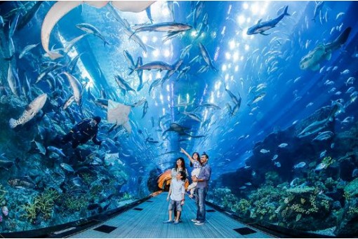 Acuario y zoológico submarino de Dubai / desde US$ 29